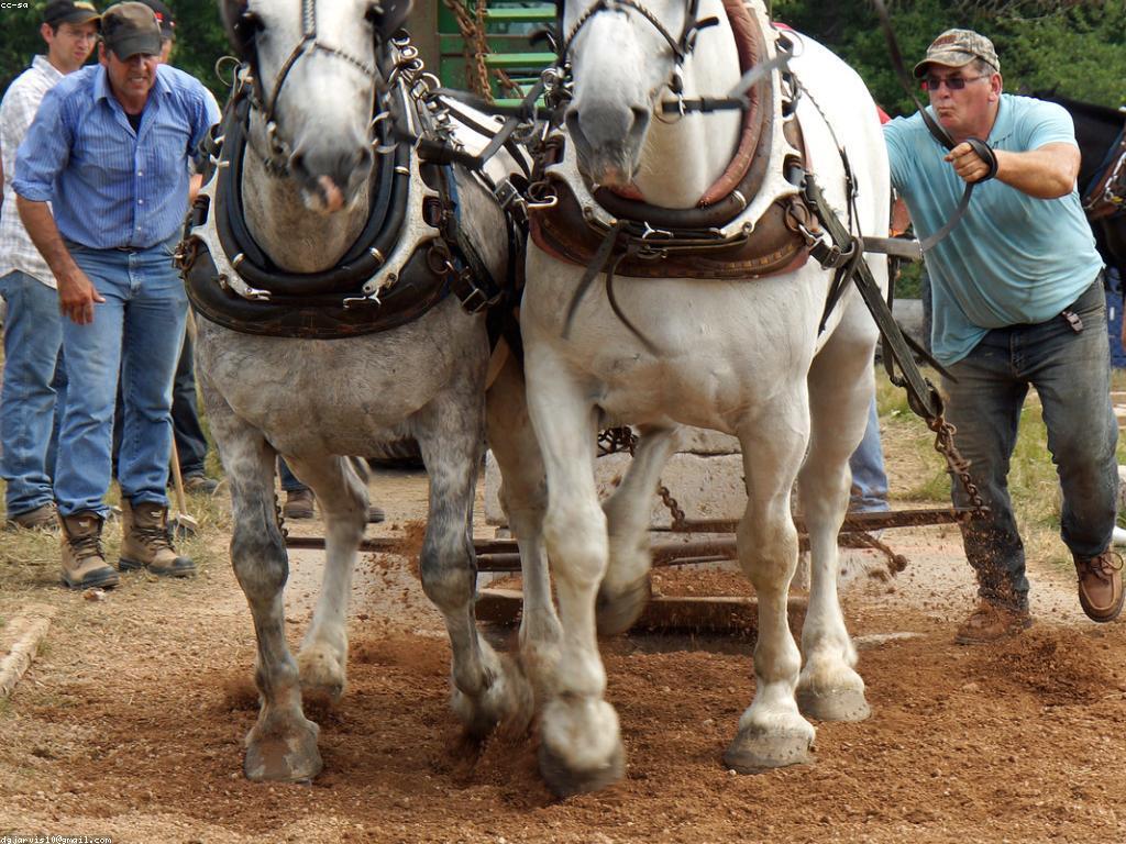 ជំរាបសួរ! ការប្រកួតឥតគិតថ្លៃ៖ វិធីអភិវឌ្ឍគំនិតអ្នកប្រកួត